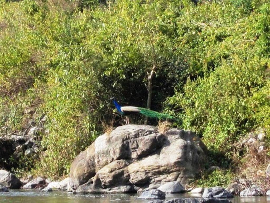Elephant Brook Resort Rishīkesh Εξωτερικό φωτογραφία